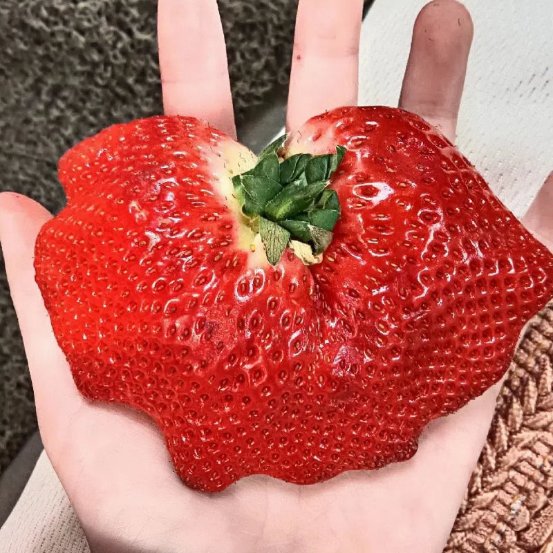 🍓Super Giant Strawberry Seeds