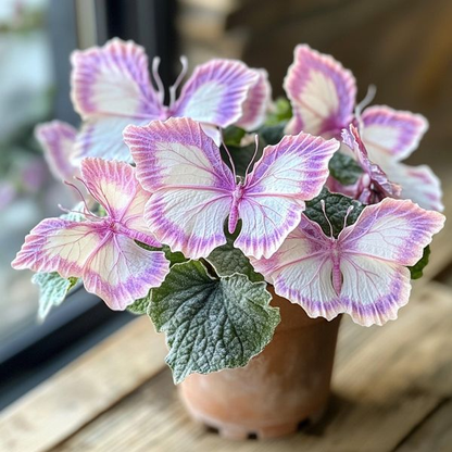 Begonia 'Meteor Butterfly'🦋