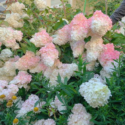 Strawberry Hydrangea Flowers Seeds Mixed Color Plants Home Garden Flower Seeds