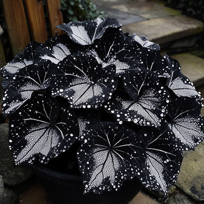 Black Velvet Butterfly Begonia