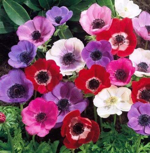 50 Anemone Bulbs - Mixed colors of pink, purple, white, fushia and red, Size 6/7