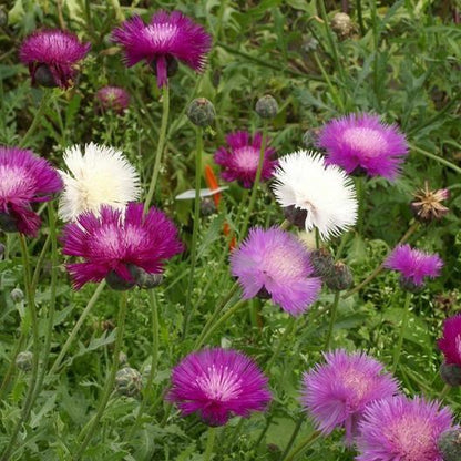 CORNFLOWER SEEDS - IMPERIALIS MIX