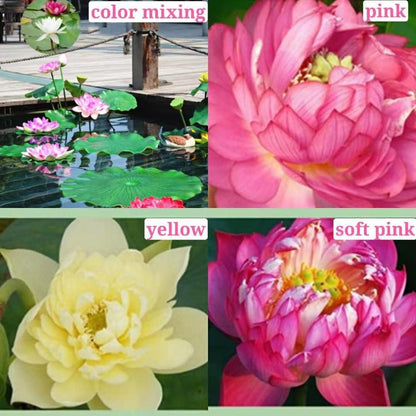 The Sacred Bonsai Lotus Flower