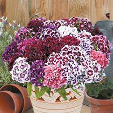 Sweet William Seeds - Herald of Spring Mix