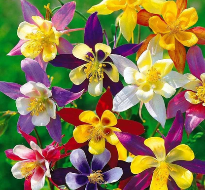 Columbine Seeds - McKana Giant Mix