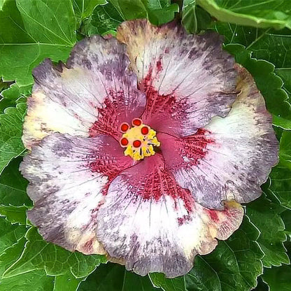 Mixed Giant Ombre Hibiscus Exotic Coral Flowers Seeds