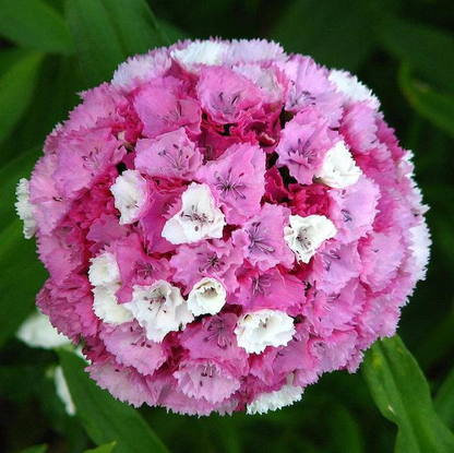 WEE Willie Dwarf SWEET WILLIAM Mixed Colors Dianthus Barbatus Flower Seeds