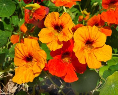 TROPAEOLUM MAJUS NANUM SINGLE MIX