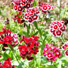 Sweet William Seeds - Herald of Spring Mix