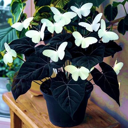 Begonia 'Moonlight Butterfly' 🦋