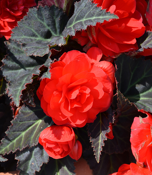 Mocca Cherry Begonia