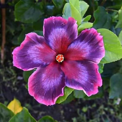 Mixed Giant Ombre Hibiscus Exotic Coral Flowers Seeds