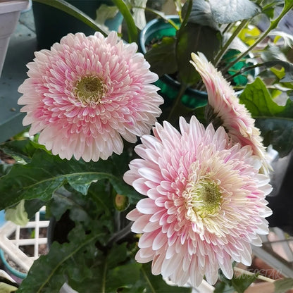 Mixed Gerbera Flower Seeds