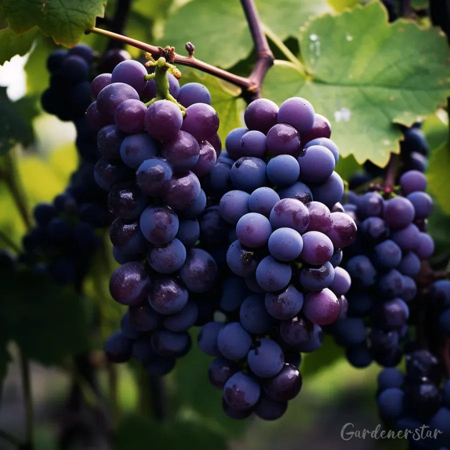 Giant Grape Tree Seeds: Thin-Skinned, Large, and Seedless 🍇🌿