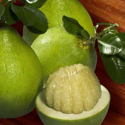 Amazingly HUGE Sweet Citrus RARE Seeds