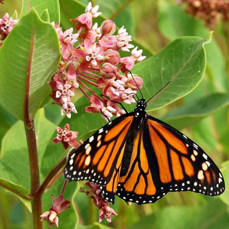 Monarch Butterfly Wildflower Seed Mix