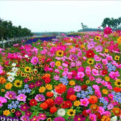 Mixed Perennial Flowers Seeds-Over 60 kinds mixed