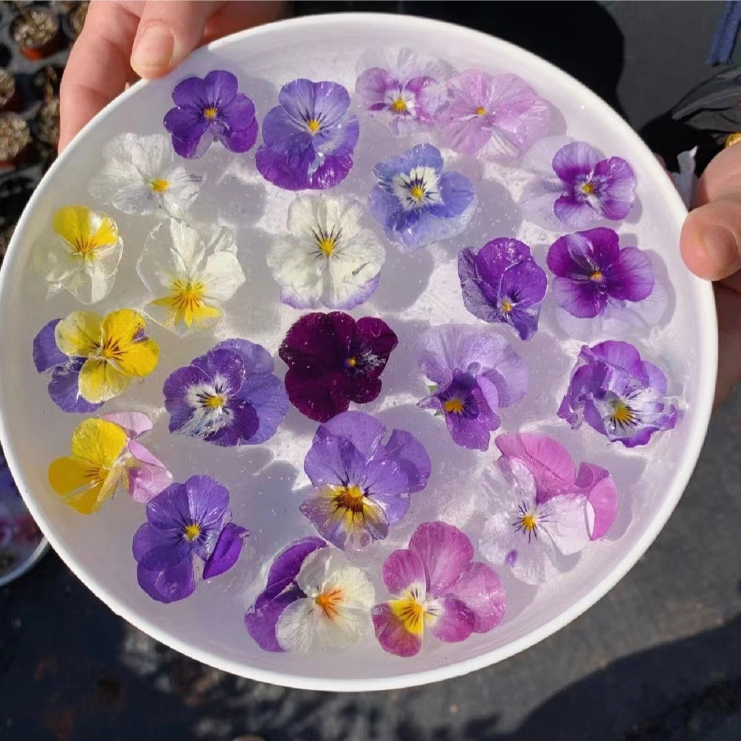 Pansy Giant Fancy Mix Seeds