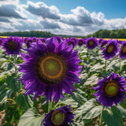 Purple Sunflower Field 'Violet Glow'