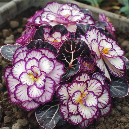 Rare Twin Begonia🌸🍀 Potted Design, Easy Maintenance 🌿🫧