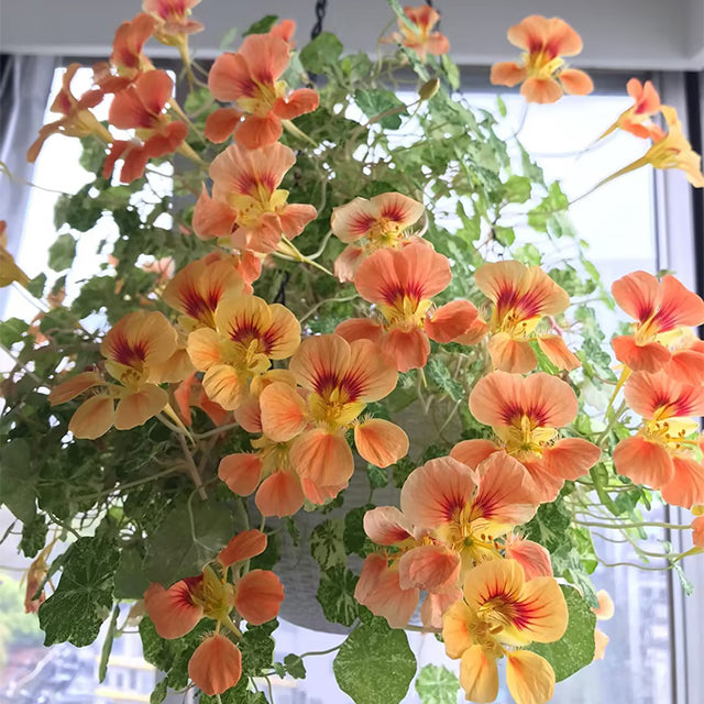 Nasturtium Seeds (Tall) - Mixed Colors