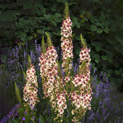 Verbascum Southern Charm Mixed