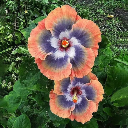 Mixed Giant Ombre Hibiscus Exotic Coral Flowers Seeds