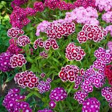 Sweet William Seeds - Indian Carpet Dwarf Single Mix