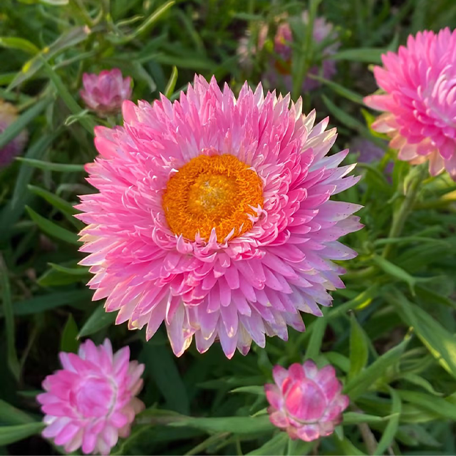 Strawflower Seeds - Swiss Giant Mix