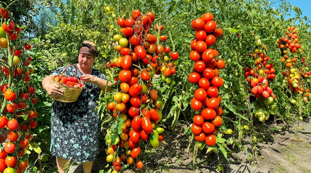 🍅Giant Vineman Tomato