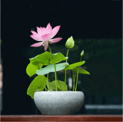 The Sacred Bonsai Lotus Flower