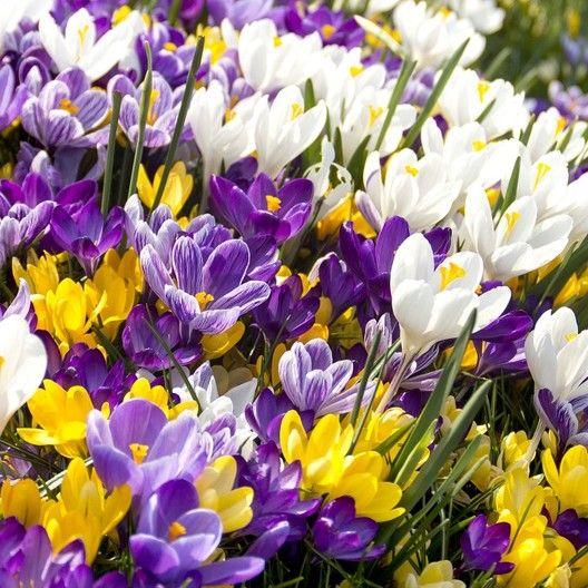 CROCUS BULBS - LARGE FLOWERING MIX