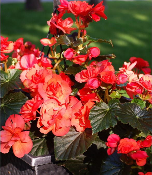 Mocca Cherry Begonia