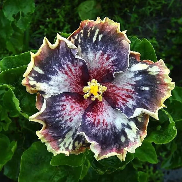 Mixed Giant Ombre Hibiscus Exotic Coral Flowers Seeds