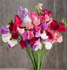 CUT FLOWER MIX SWEET PEA SEED