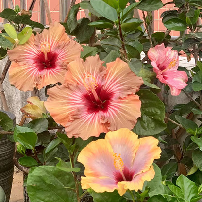 Mixed Giant Ombre Hibiscus Exotic Coral Flowers Seeds