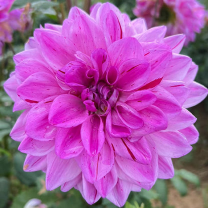 Mixture Dahlia Seeds