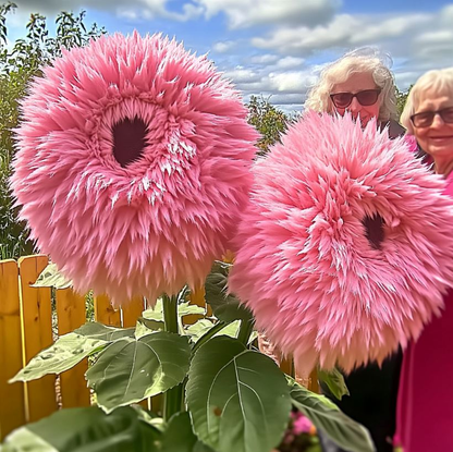 Giant Teddy Bear Sunflower Seeds