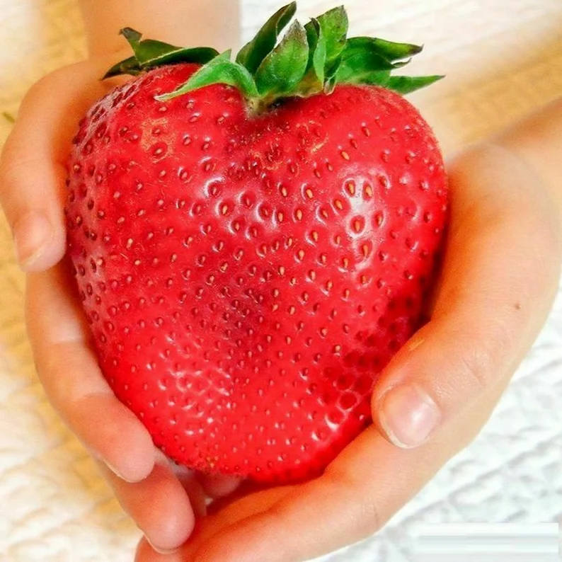 🍓Super Giant Strawberry Seeds