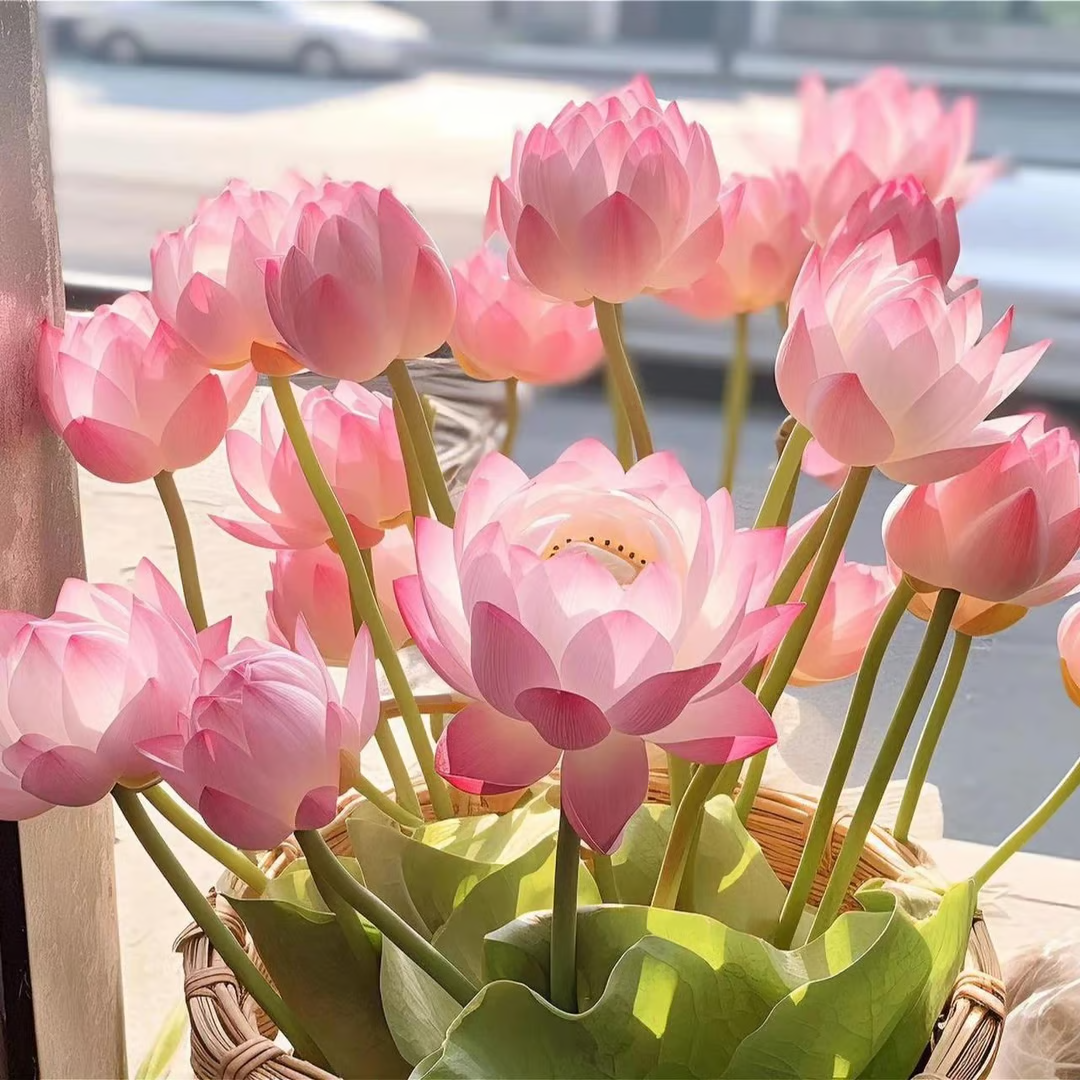 🔥【7 days germination】💐The Sacred Bonsai Bowl Lotus Flower