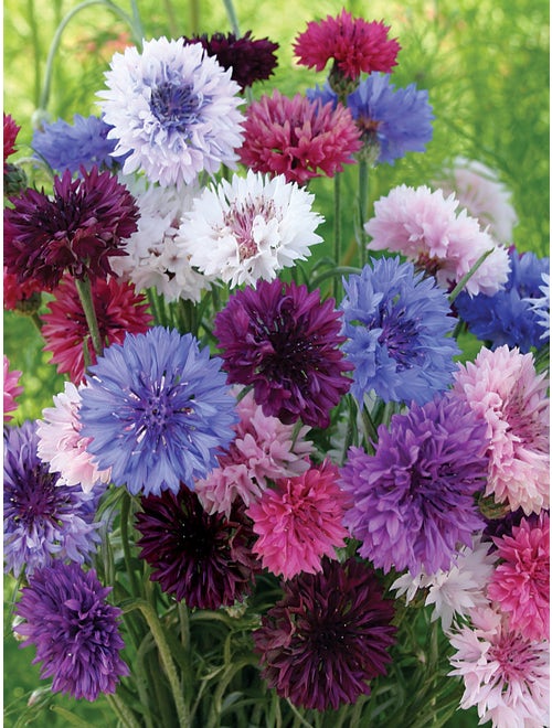 1000 Pcs Tall Double  Mixed Colors Cornflower Flower Seeds