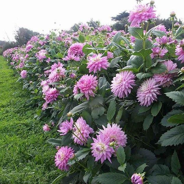 CACTUS DOUBLE DAHLIA Mix Variabilis Mixed Colors Hummingbird Flower Seeds