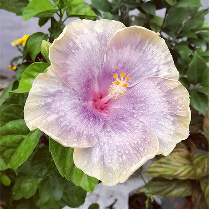 Mixed Giant Ombre Hibiscus Exotic Coral Flowers Seeds