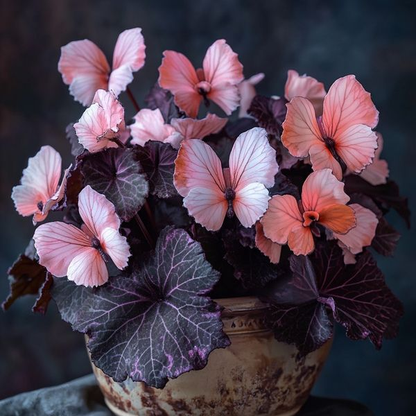 Begonia 'Moonlight Butterfly' 🦋