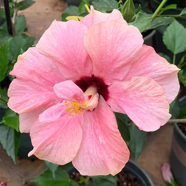 Mixed Giant Ombre Hibiscus Exotic Coral Flowers Seeds