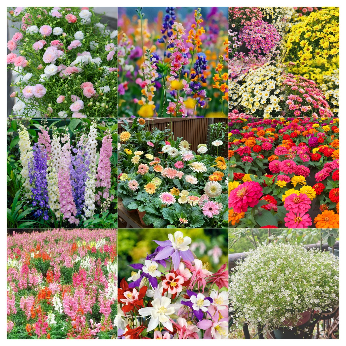 🌺Four Seasons Flowering Mixed Flower Seeds - Easy to Grow