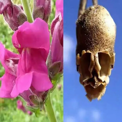 Snapdragon's Skull Flower Custom Mix Seeds