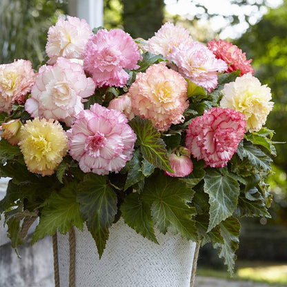 Lacy Edged Begonia