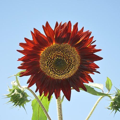 Sunflower Infrared Mix F1