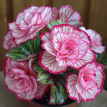 Rare Twin Begonia🌸🍀 Potted Design, Easy Maintenance 🌿🫧